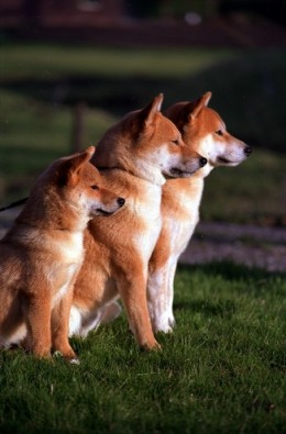 3 Shibas